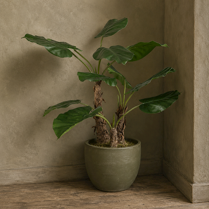 *PHILODENDRON PLANT 78cm